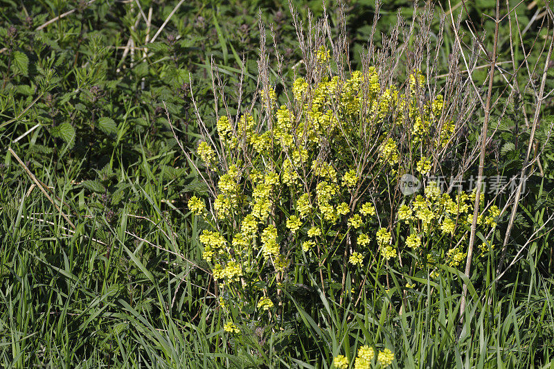 黄花的篱笆芥菜Sisymbrium officinale